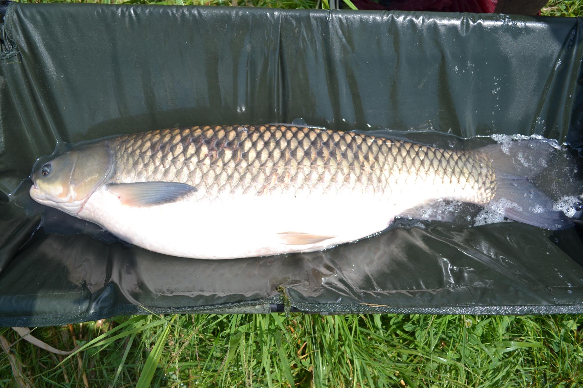 Pescuit Balta Lazar 6-8 iunie 2014 - dsc0038.JPG